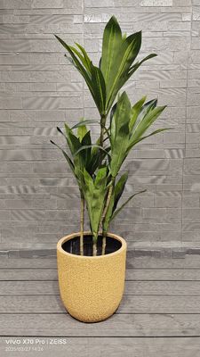 पीले हनीड्यू खरबूजे के छिलके के पैटर्न गोल फाइबर क्ले प्लांटर गार्डन लैंडस्केपिंग परियोजना